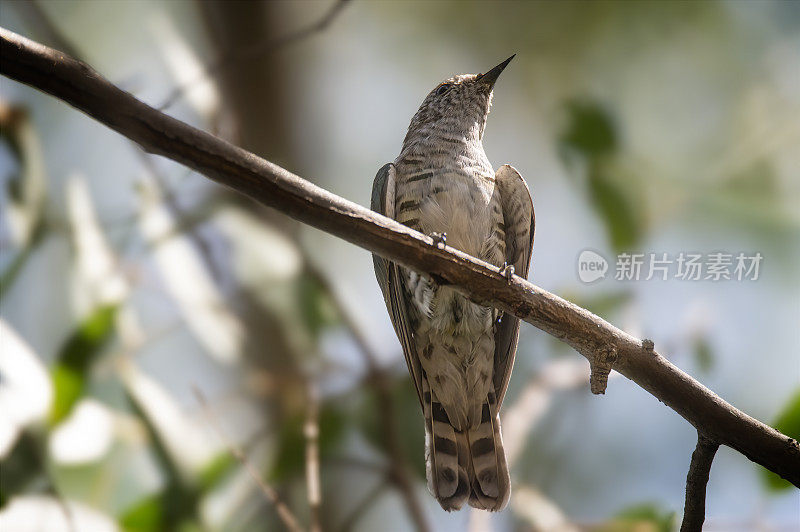 闪亮的青铜杜鹃(学名:Chrysococcyx lucidus)